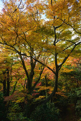 Obraz premium 森の紅葉