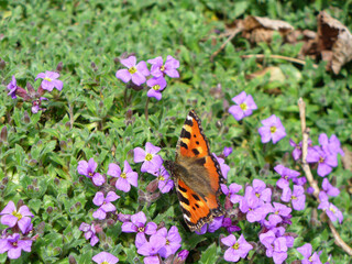 Schmetterling auf blühender Pflanze