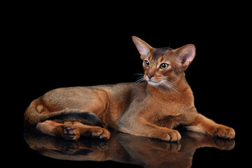 Beautiful young Abyssinian cat on a black background