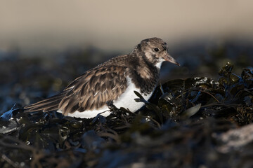 Ruddy Turnstone (Arenaria interpres) searching for food in seaweed on the Northumberland coast - 732969307