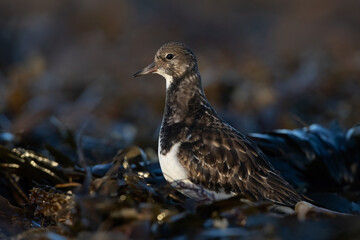 Ruddy Turnstone (Arenaria interpres) searching for food in seaweed on the Northumberland coast - 732969380