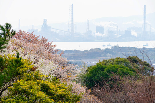 海峡の見える春の丘に咲く桜20210326