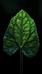 a green leaf with a black background