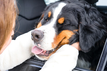 A woman squeezes the muzzle of a dog sitting in a car. The dog stuck its muzzle out of the window. A purebred Bernese Mountain Dog puppy. Close up outdoor portrait. The owner puts her arms around the