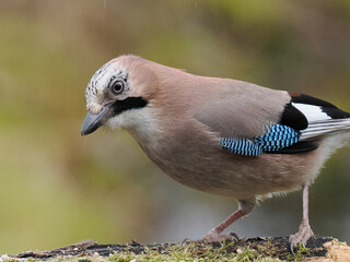 Eichelh&auml;her (Garrulus glandarius)