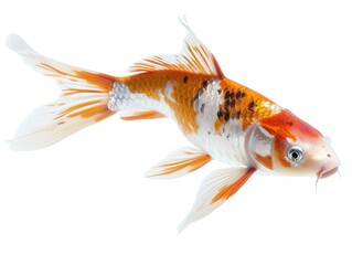 colorful koi fish or gold fish isolated on white background, 