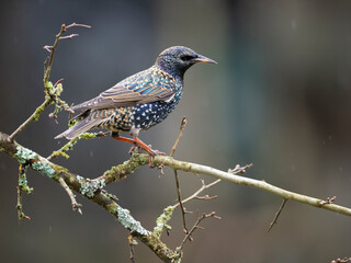 Star (Sturnus vulgaris)