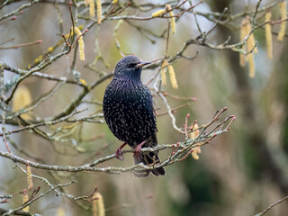Star (Sturnus vulgaris)