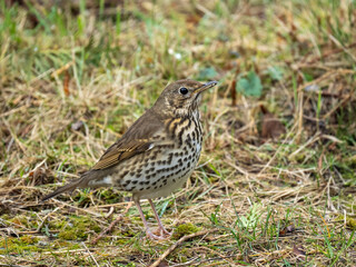 Singdrossel (Turdus philomelos)