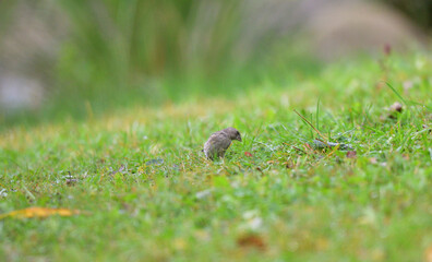 Juvenile european greenfinch is looking for food in green grass seeds