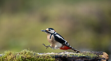 Buntspecht&nbsp;(Dendrocopos major)