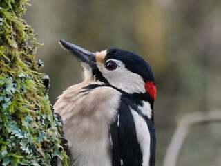 Buntspecht (Dendrocopos major)