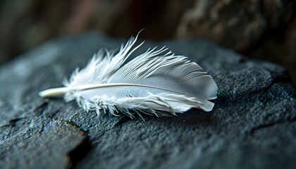 a white feather resting on a rock