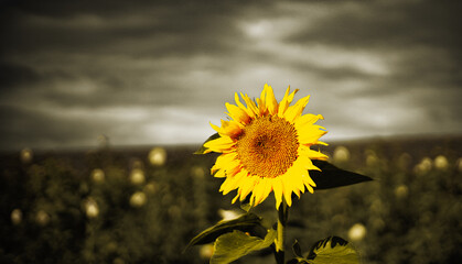Sunflower in a field before splittoning against a dramatic sky