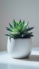 a small succulent plant in a white pot