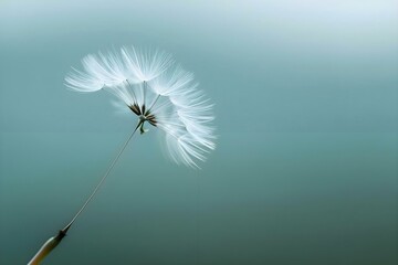 a dandelion blowing in the wind on a blue background