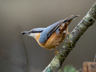 Kleiber (Sitta europaea)