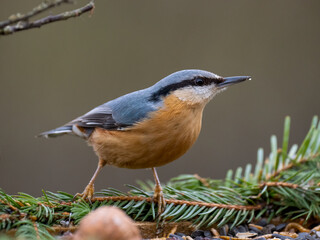 Kleiber (Sitta europaea)