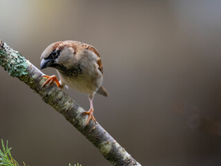 Haussperling (Passer domesticus) 