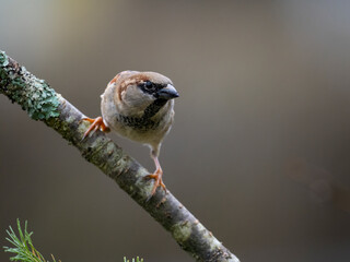 Haussperling (Passer domesticus) 