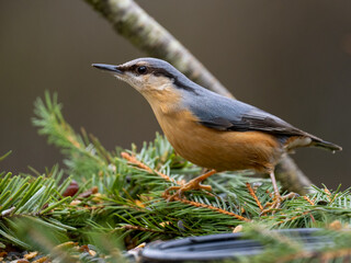 Kleiber (Sitta europaea)