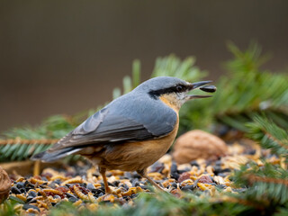 Kleiber (Sitta europaea)