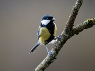 Kohlmeise (Parus major)