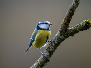 Blaumeise (Cyanistes caeruleu)