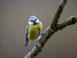Blaumeise (Cyanistes caeruleu)