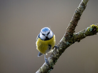 Blaumeise (Cyanistes caeruleu)
