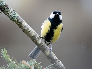 Kohlmeise (Parus major)
