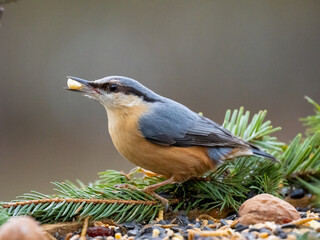 Kleiber (Sitta europaea)