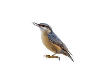Obraz premium nuthatch with seed in beak isolated on white background