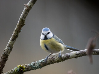 Blaumeise (Cyanistes caeruleu)