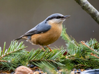 Kleiber (Sitta europaea)