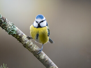 Blaumeise (Cyanistes caeruleu)