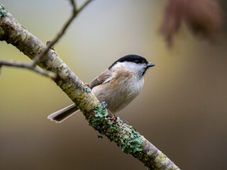 Sumpfmeise oder Nonnenmeise (Poecile palustris)