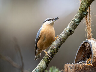 Kleiber (Sitta europaea)