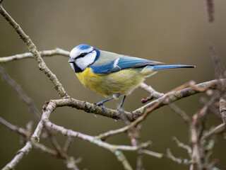 Blaumeise (Cyanistes caeruleu)