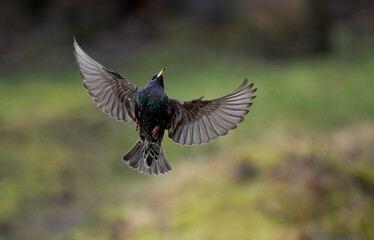 Star (Sturnus vulgaris)