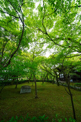 Fototapeta premium 新緑の美しい初夏の真如堂境内の風景