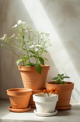 Fototapeta premium a terra cotta pot of various sizes 