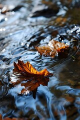 Fototapeta na wymiar a leaf floating on top of a body of water