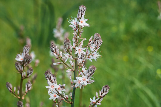 &Auml;stige Affodill; Affodillen; Asphodelus ramosus; Pelponnes; Griechenland

