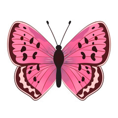 Variegated butterfly, suitable for sticker or icon. Detailed vector illustration. - 732982349