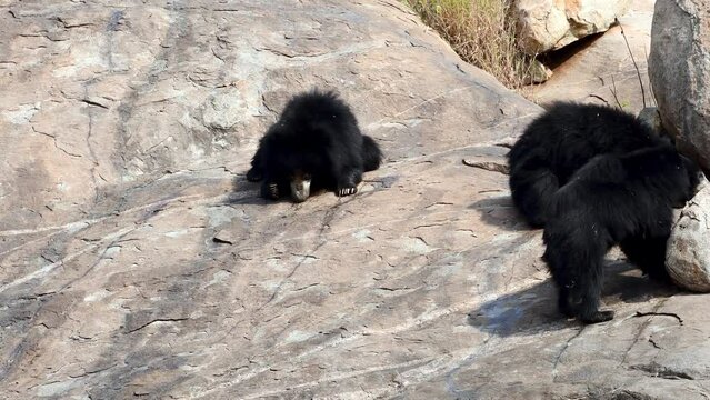 Indian sloth bear (Melursus ursinus), observed in Daroji Sloth Bear Sanctuary is located in Ballari district in Karnataka. Daroji Sloth Bear Sanctuary is Asia's first sloth bear sanctuary.
