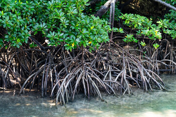 Mangrove trees, belonging to the Rhizophoraceae family, thrive in coastal ecosystems with their...