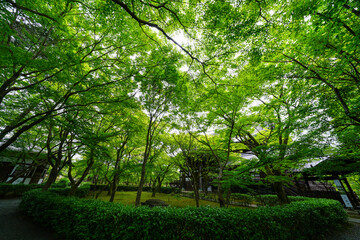 Obraz premium 新緑の美しい初夏の真如堂境内の風景