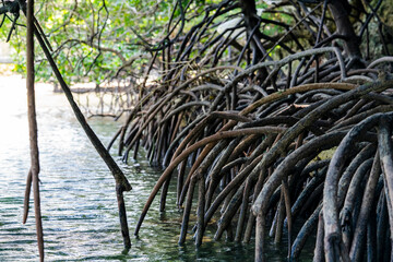 Mangrove trees, belonging to the Rhizophoraceae family, thrive in coastal ecosystems with their unique adaptations. These halophytes feature aerial roots that facilitate oxygen intake.