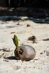 Coconut seed sprouting